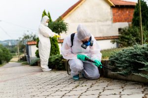 Disinfestazione Roma