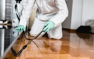 Disinfestazioni e derattizzazione Roma